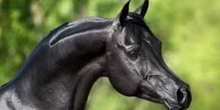 برلماني: دعم صناعة الخيل العربي الأصيل خطوة استراتيجية لتعزيز الاستثمار وصون التراث المصري