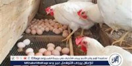 أسعار الفراخ والبيض اليوم الاربعاء 10 يونيو 2026 في الأقصر