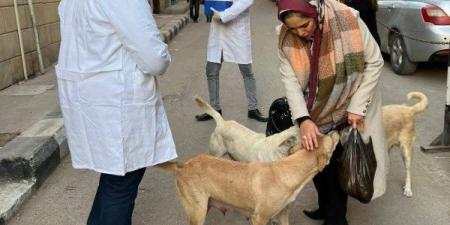 لا بد من حلول رحيمة.. دار الإفتاء: قتل الحيوانات الضالة ليس الحل الأمثل لمواجهة أضرارها
