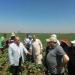 بشرى لمزارعي القطن.. 95% نسب إنبات والمحصول خالٍ من الإصابات بالدقهلية