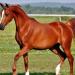 برلمانية: دعم صناعة الخيل العربي الأصيل يعزز الاقتصاد الوطني ويعيد لمصر ريادتها التاريخية