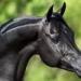 برلماني: دعم صناعة الخيل العربي الأصيل خطوة استراتيجية لتعزيز الاستثمار وصون التراث المصري