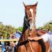 نائب الشيوخ : صناعة الخيل العربي الأصيل فرصة واعدة لتعزيز الاقتصاد
