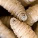 "دودة آكلة للحوم" تضرب تكساس لأول مرة منذ 60 عامًا