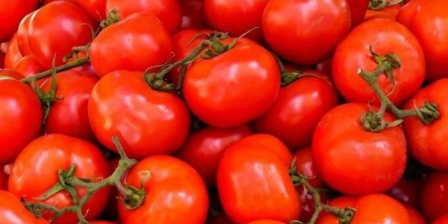 بشرى للمواطنين.. تراجع أسعار الطماطم ينعش الأسواق وتوقعات بمزيد من الانخفاض