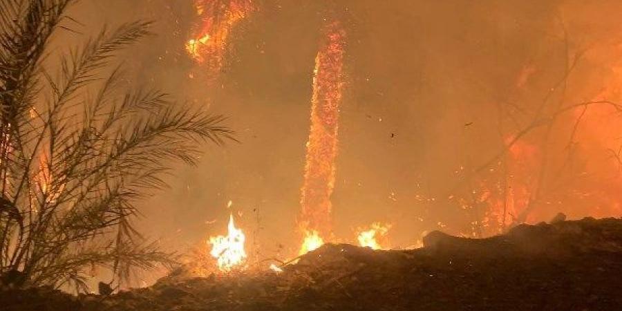 ألسنة اللهب على جانب الطريق.. السيطرة على حريق أشجار الجمهورية في سوهاج