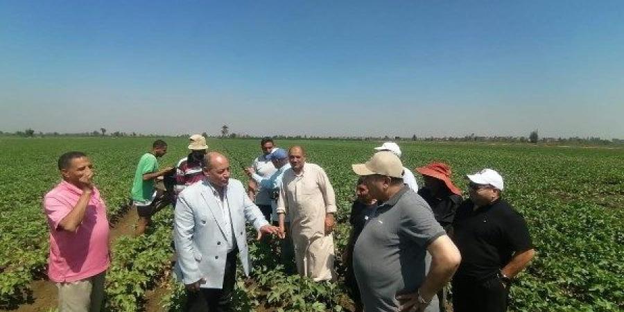 بشرى لمزارعي القطن.. 95% نسب إنبات والمحصول خالٍ من الإصابات بالدقهلية