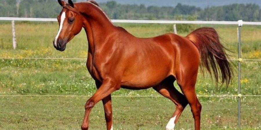 برلمانية: دعم صناعة الخيل العربي الأصيل يعزز الاقتصاد الوطني ويعيد لمصر ريادتها التاريخية