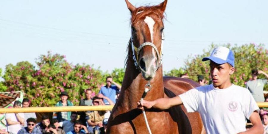 نائب الشيوخ : صناعة الخيل العربي الأصيل فرصة واعدة لتعزيز الاقتصاد