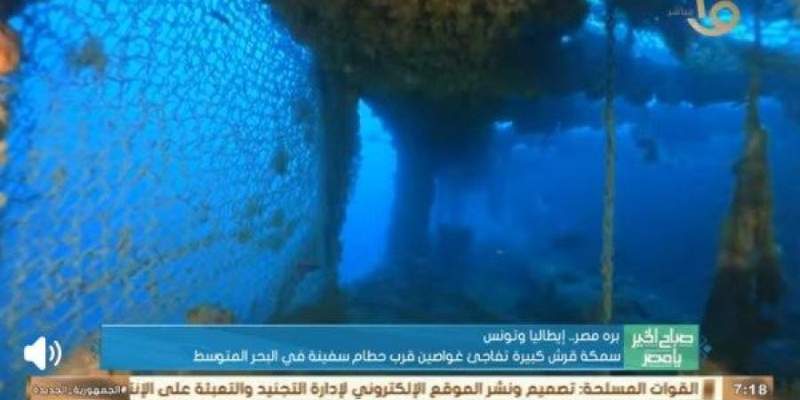 ظهور نادر لسمكة قرش بيضاء ضخمة في البحر المتوسط|تفاصيل
