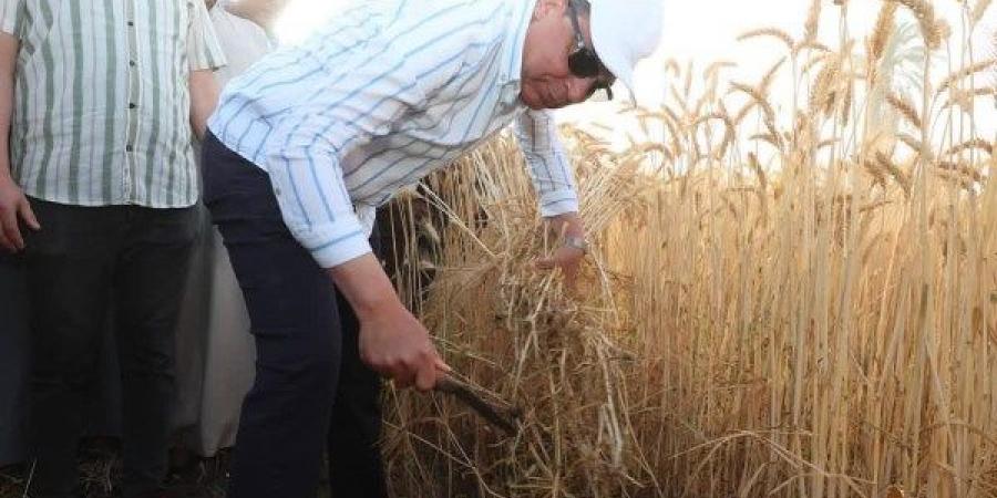 محافظ المنيا: انتظام أعمال توريد القمح واستلام نحو 512 ألف طن