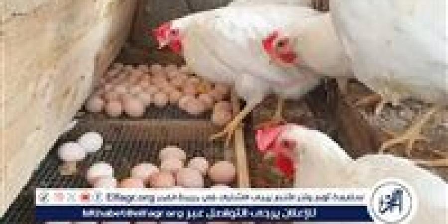 أسعار الفراخ والبيض اليوم الاربعاء 10 يونيو 2026 في الأقصر