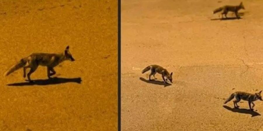 طبيب بيطرى يُفجّر مفاجأة : ظهور الثعالب المفاجئ في حدائق أكتوبر «مُفتعل» | فيديو