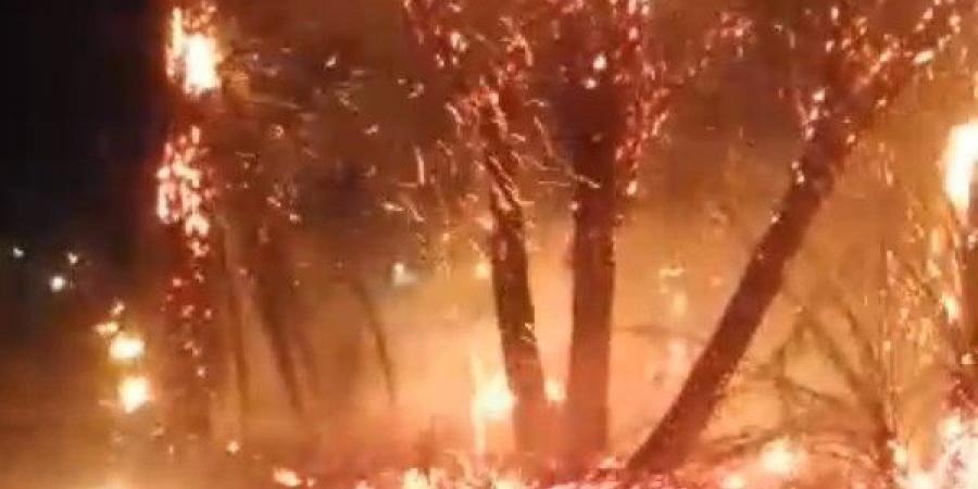 دون خسائر.. اندلاع حريق في أشجار نخيل بصحراوي قنا أمام قرية الترامسة|صور