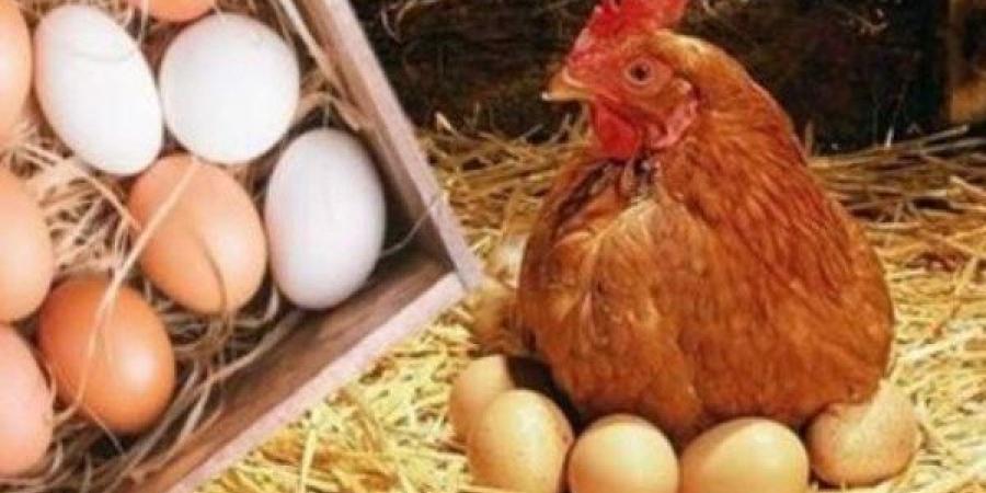 الفراخ بـ67 جنيهًا في المزرعة .. اتحاد مُنتجي الدواجن يكشف أسباب الأزمة