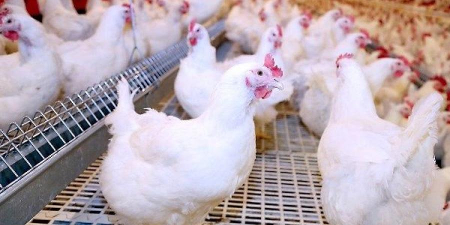انخفاض 9 جنيهات في الكيلو .. أسعار الدواجن تُفاجئ المُستهلكين اليوم