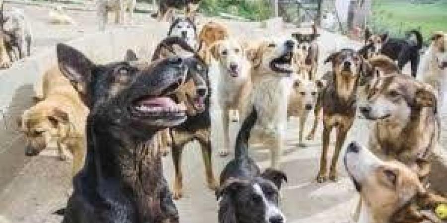 رئيس الخدمات البيطرية: نستهدف تحصين ما لا يقل عن 70% من الكلاب الضالة