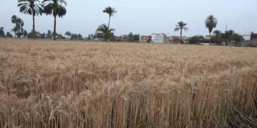 وكيل زراعة الشيوخ: الفلاح المصري شريك أساسي في تحقيق الرقم التاريخي لتوريد القمح