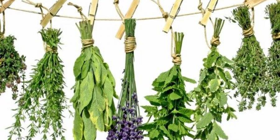 لو عندك غازات .. 7 أعشاب تمحوها | تعرّف عليها