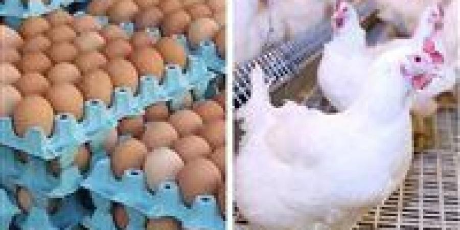 سعر الدواجن اليوم الاربعاء في الأسواق