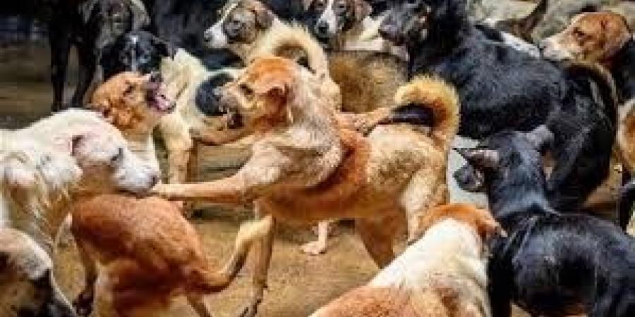 تجهيز أسطول سيارات بيطرية متخصصة للسيطرة على الكلاب الضالة ودعم الاستجابة للطوارئ