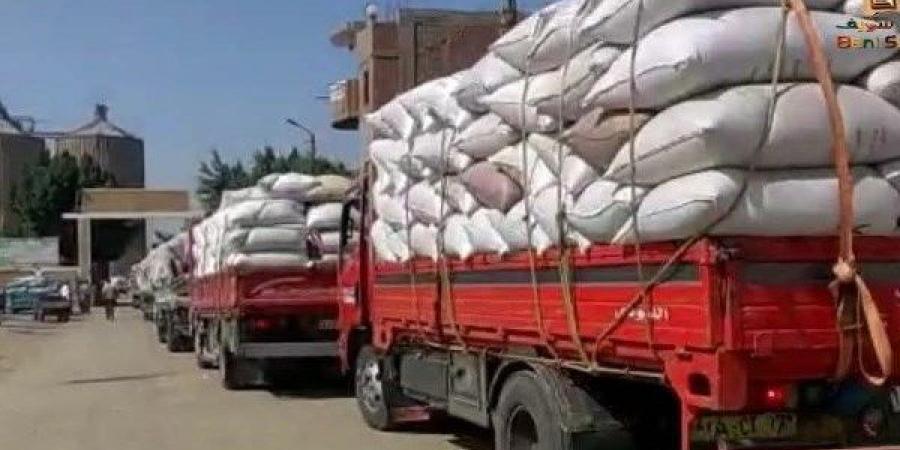 تموين بني سويف: استلام أكثر من 338 ألف طن قمح بالصوامع والشون