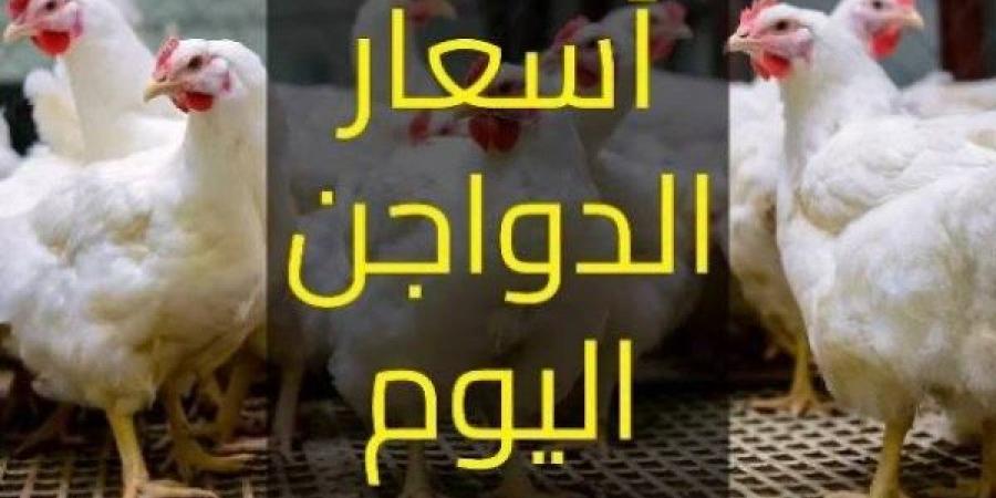 بعد انخفاض البيض.. تعرف على أسعار الطيور والدواجن في الأسواق اليوم