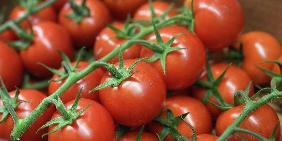 الطماطم 26.57 جنيه والبامية 66.83 جنيه.. تباين أسعار الخضروات في الأسواق اليوم