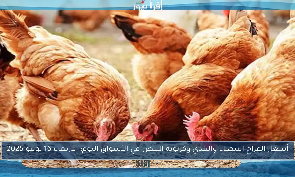 أسعار الفراخ البيضاء والبلدي وكرتونة البيض في الأسواق اليوم: الأربعاء 16 يوليو 2025