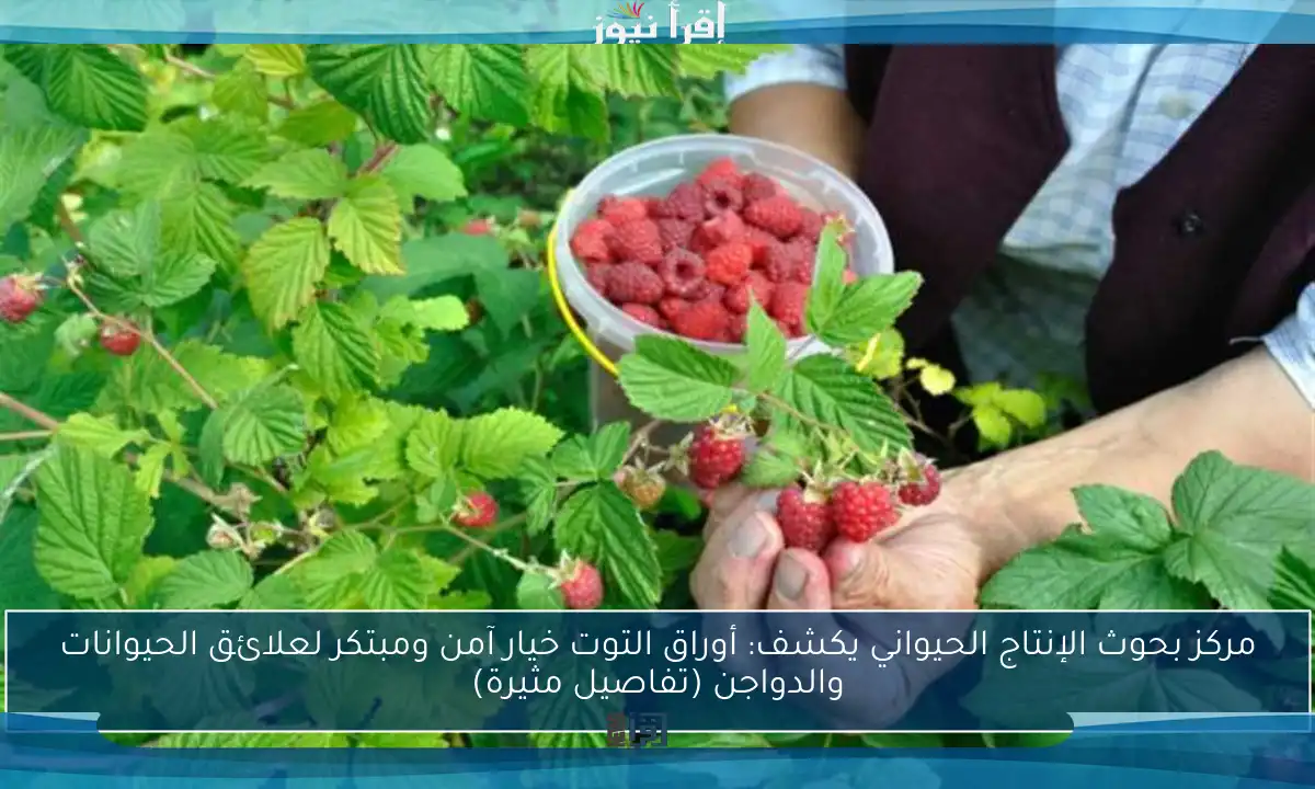 مركز بحوث الإنتاج الحيواني يكشف: أوراق التوت خيار آمن ومبتكر لعلائق الحيوانات والدواجن (تفاصيل مثيرة)