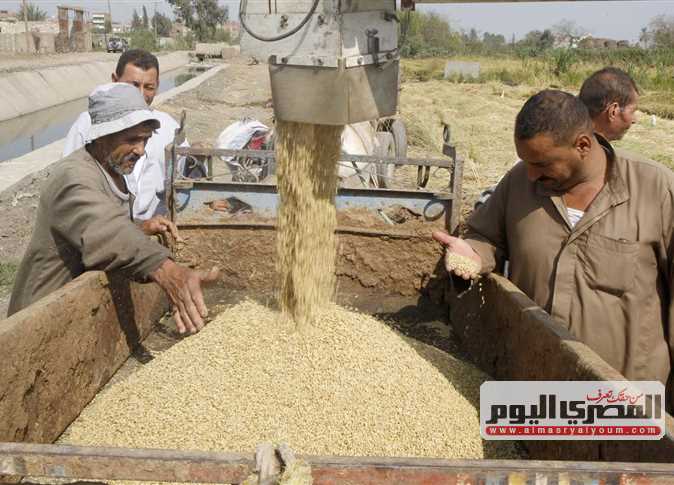 محصول الأرز في الشرقية - صورة أرشيفية