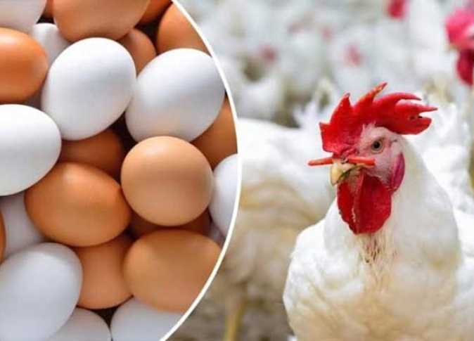اسعار الفراخ بكام النهاردة فى مطروح