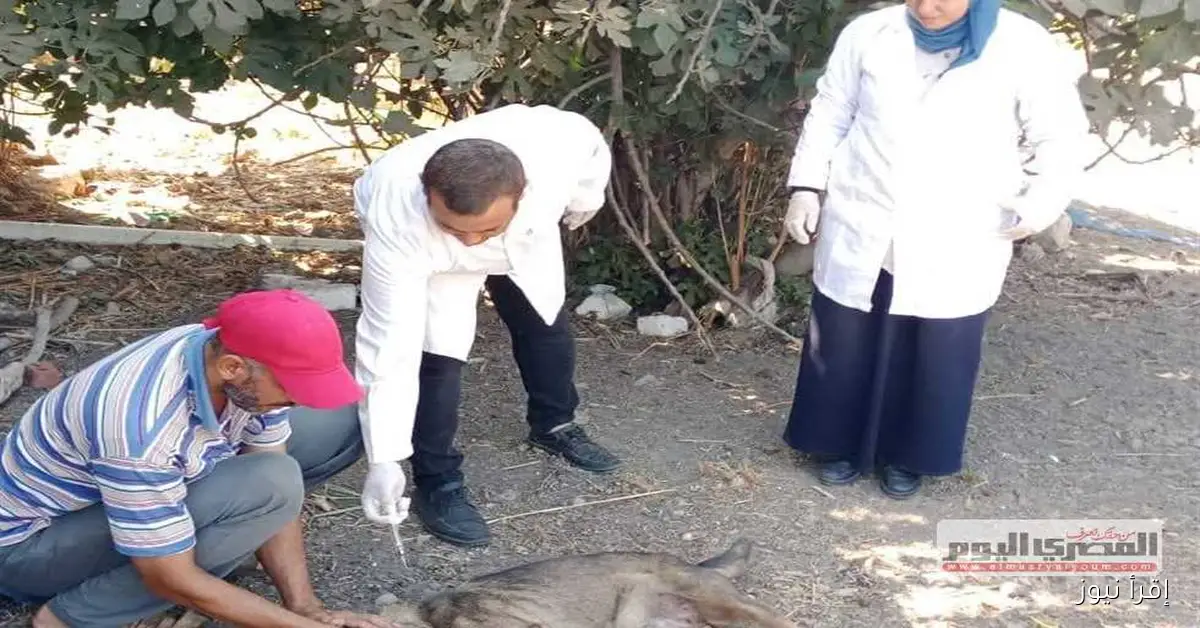 حملة بيطرية لتطعيم الكلاب في كفر الشيخ ضمن جهود مكافحة داء السعار