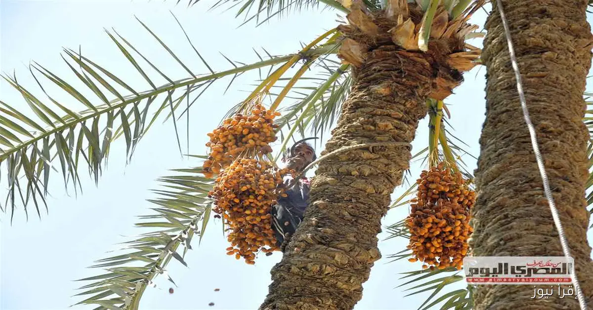 أسعار البلح في مطروح اليوم الأحد 21 سبتمبر 2025: تحديثات ومقترحات للشراء