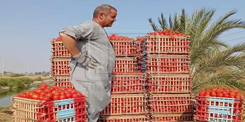 أسعار الخضروات في أسواق المنيا اليوم الجمعة 12 سبتمبر