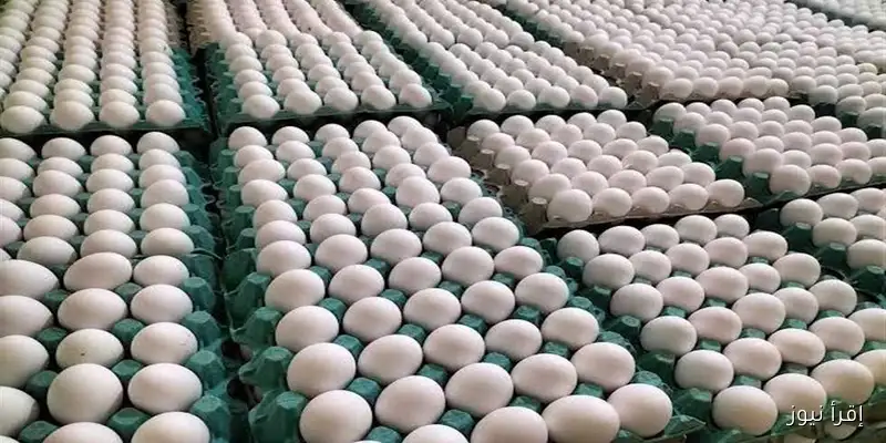 أسعار الفراخ البيضاء والساسو وكرتونة البيض في الأسواق اليوم الخميس 11 سبتمبر 2025