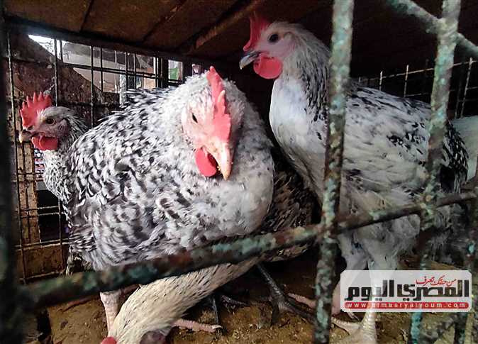 زيادة جديدة في سعر الفراخ البيضاء الآن