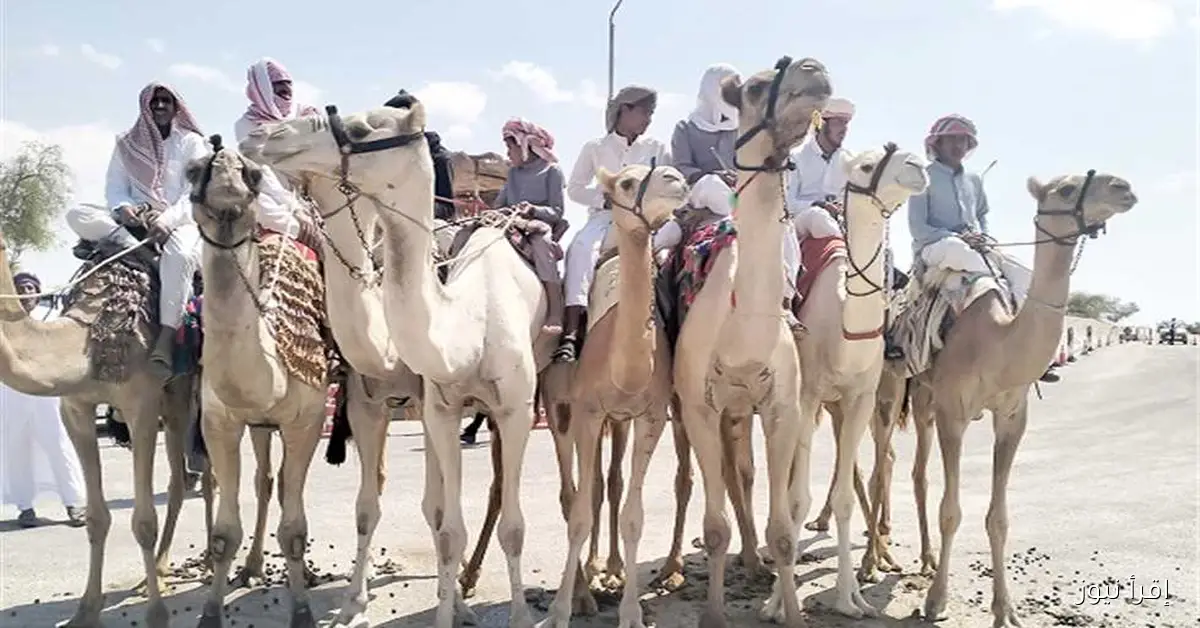 استمرار فعاليات مهرجان سباق الهجن بالعريش لليوم الثاني وسط أجواء حماسية