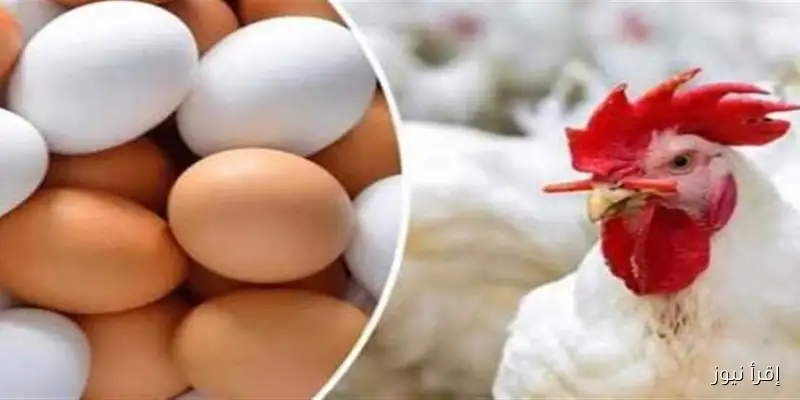 انخفاض ملحوظ في أسعار الفراخ والبيض اليوم السبت في مطروح