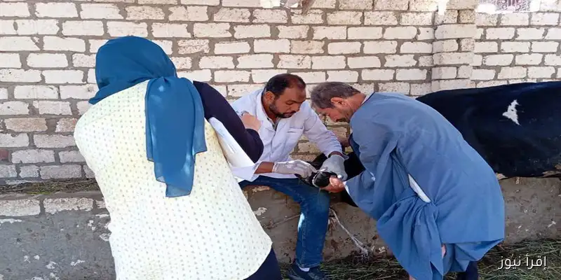 تحصين 80 ألف رأس من الماشية في الفيوم خلال شهر أغسطس