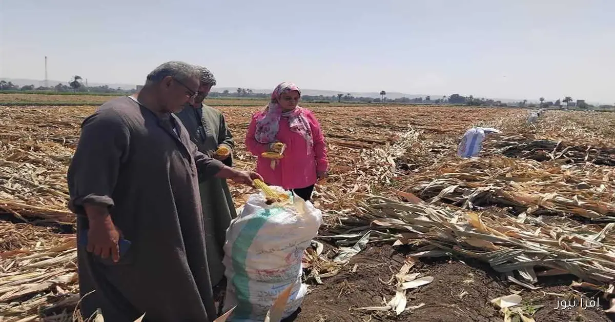 زراعة المنيا تحذر المزارعين من حرق المخلفات للحفاظ على البيئة