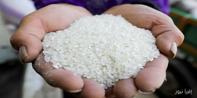 سعر طن الشعير والأرز اليوم السبت 13 سبتمبر 2025 في الأسواق