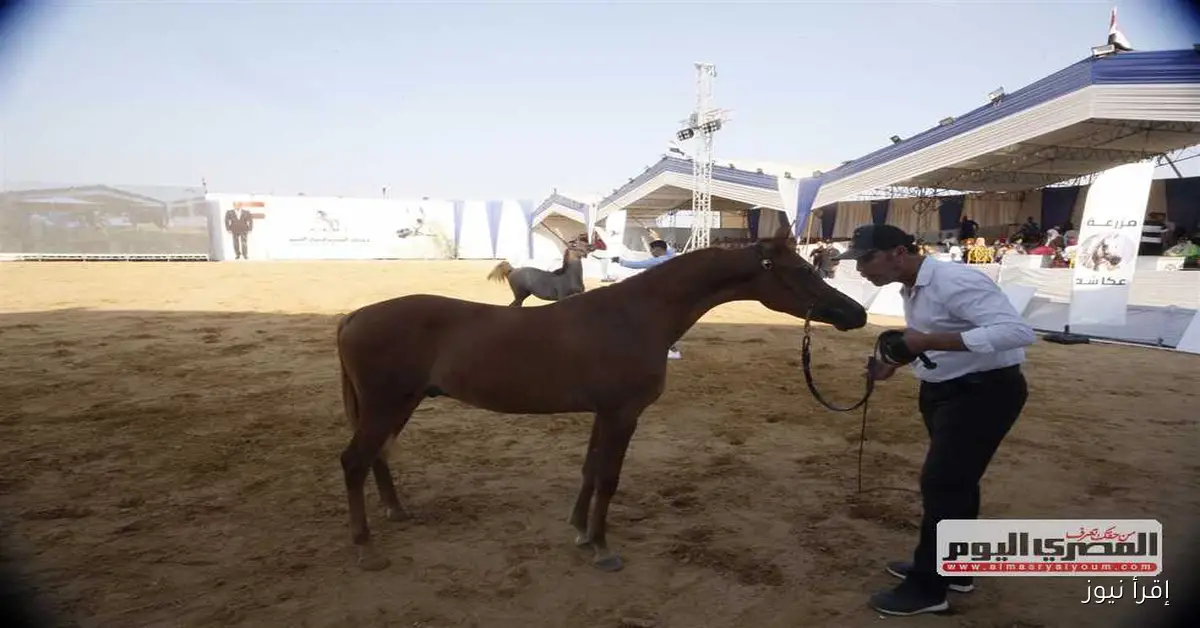غداً آخر فرصة للتسجيل في مهرجان الشرقية للخيول العربية