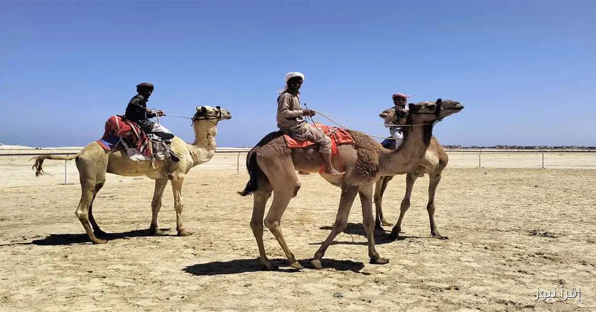 مهرجان للهجن في العريش بشمال سيناء يضيء الأجواء