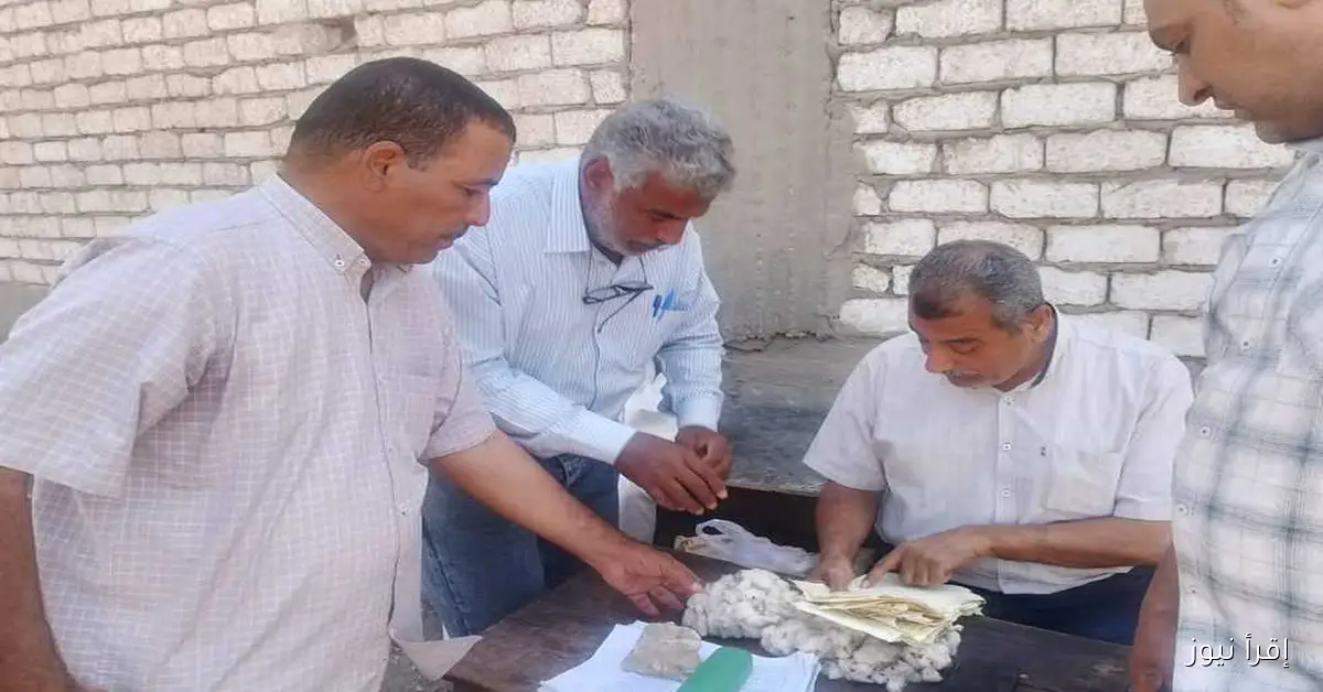 موسم توريد الأقطان يبدأ في أسيوط مع إنشاء مركزين لتجميع 3214 فدانًا