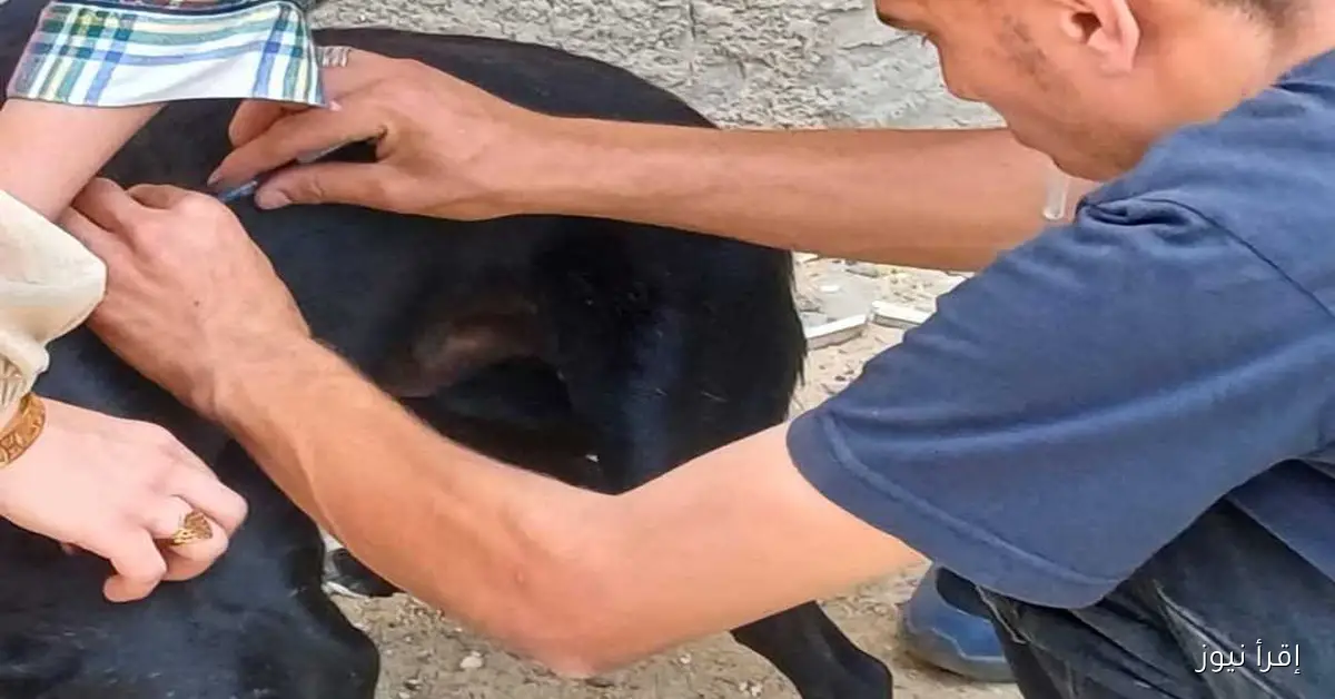 نقابة البيطريين تؤكد: نرفض إبادة الكلاب وندعو إلى تنظيم تكاثرها