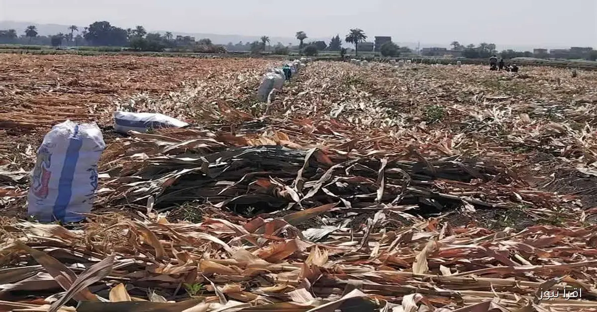 يوم حصاد الذرة الشامية في مركز أبوقرقاص بتنظيم من زراعة المنيا