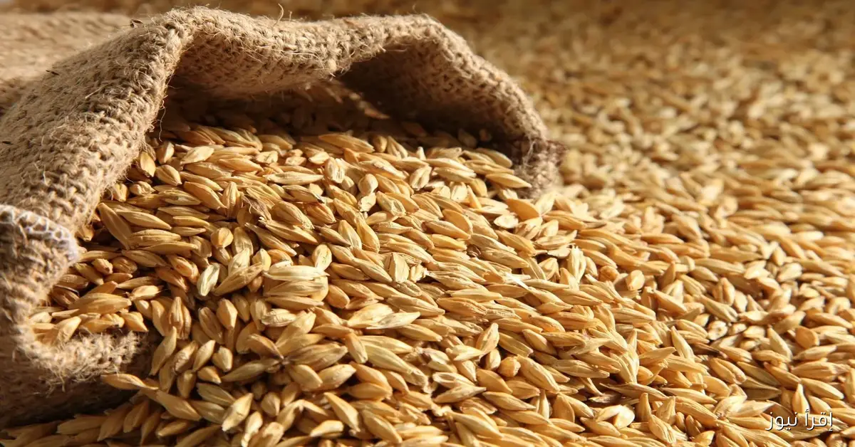 رفيع وعريض الحبة .. اسعار الارز الشعير اليوم الاثنين 2025/10/27 في الأسواق المحلية