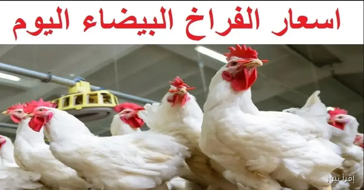 بورصة الدواجن اليوم أسعار الفراخ البيضاء 30\10\2025