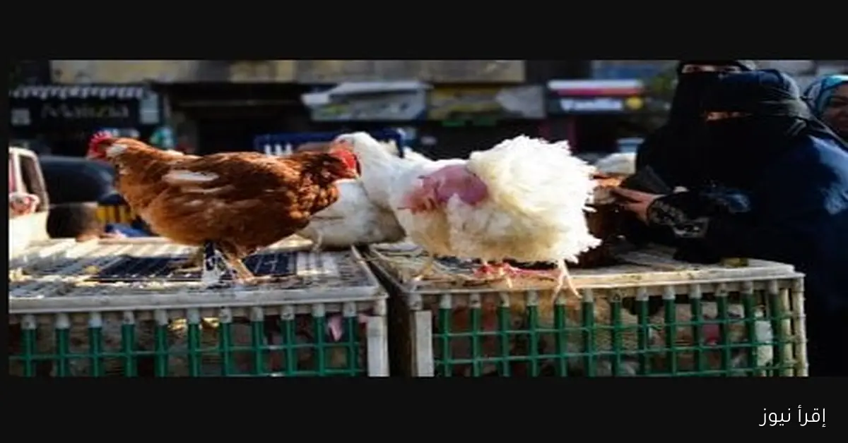 بورصة الدواجن اليوم أسعار الفراخ البيضاء والبلدي في مصر